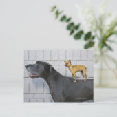 Chihuahua op Great Dane's rug Briefkaart (Staand voorkant)