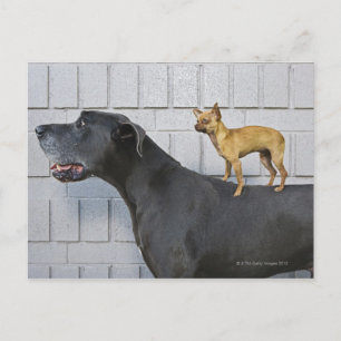 Chihuahua op Great Dane's rug Briefkaart
