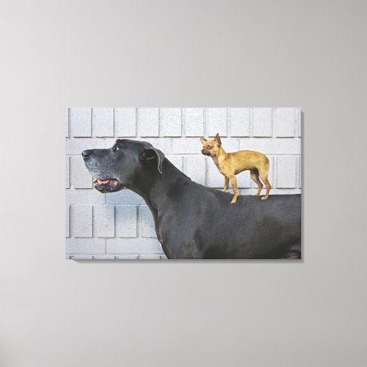 Chihuahua op Great Dane's rug Canvas Afdruk (Voorkant)