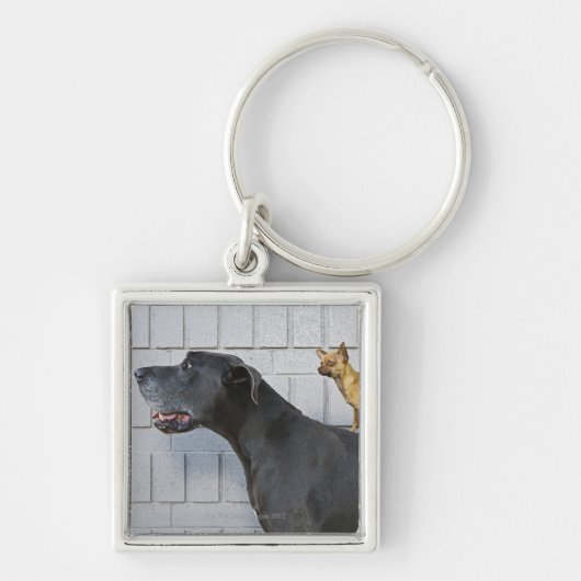 Chihuahua op Great Dane's rug Sleutelhanger (Voorkant)