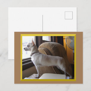 Chihuahua op kantoor ansichtkaart briefkaart
