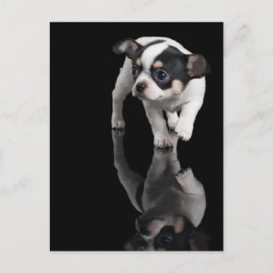 Chihuahua op zwart briefkaart