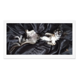 Chihuahua op zwarte zijde foto afdruk