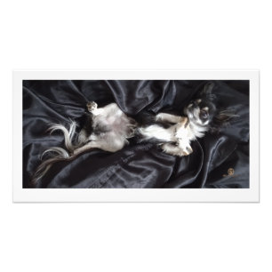 Chihuahua op zwarte zijde foto afdruk