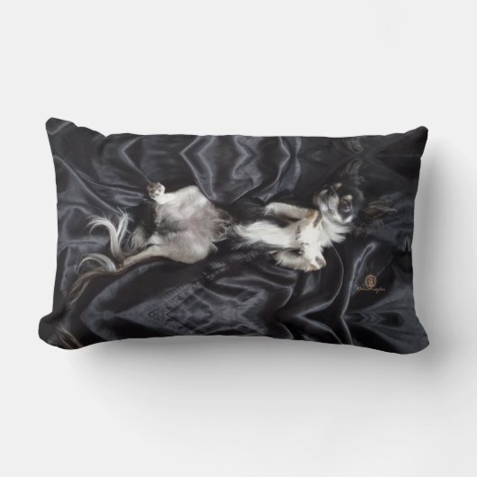 Chihuahua op zwarte zijde kussen (Voorkant)