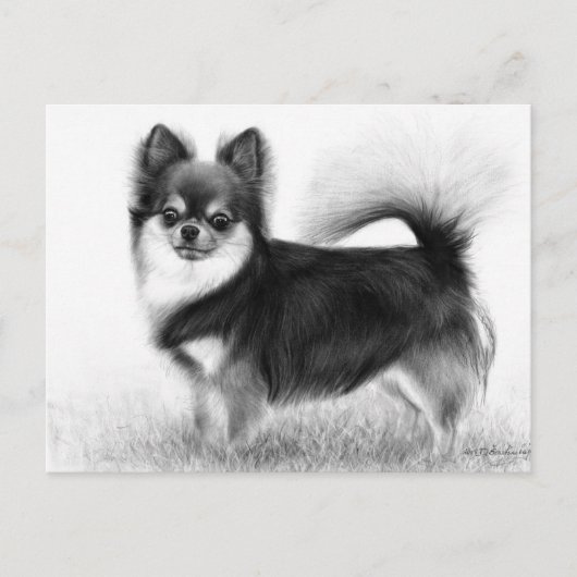 Chihuahua - Originele beeldende kunst Briefkaart (Voorkant)