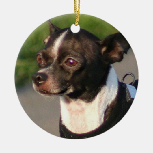 Chihuahua ornament (Voorkant)