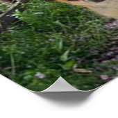 Chihuahua Paars Poster (Hoek)