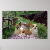 Chihuahua Paars Poster (Voorkant)