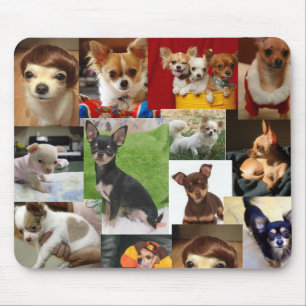 chihuahua pad muismat