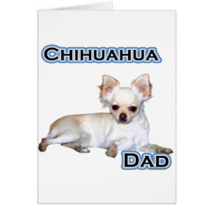 Chihuahua Papa 4