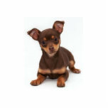 Chihuahua Photo Sculpture Staand Fotobeeldje<br><div class="desc">Deze Cute en knuffel Chihuahua is een foto die perfect is voor hondenliefhebbers</div>