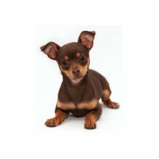 Chihuahua Photo Sculpture Staand Fotobeeldje (Voorkant)