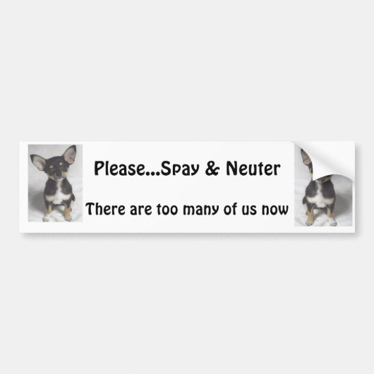 Chihuahua, Please Spay & Neuter Bumpersticker (Voorkant)