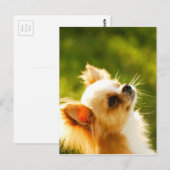 Chihuahua Portrait Briefkaart (Voorkant / Achterkant)