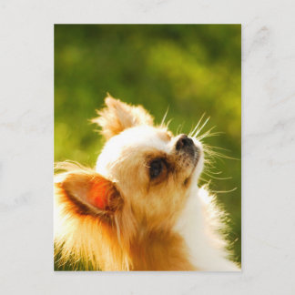 Chihuahua Portrait Briefkaart
