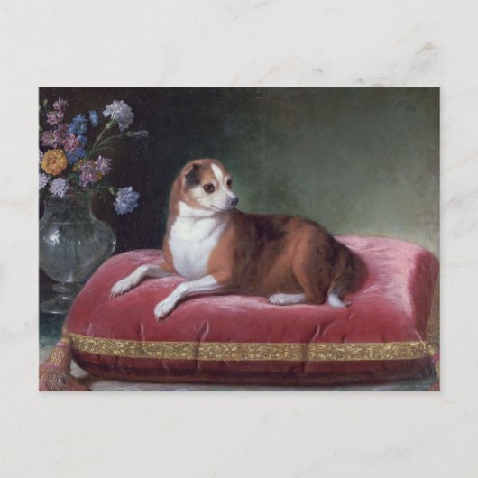 Chihuahua Portrait Briefkaart (Voorkant)