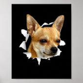 Chihuahua Poster (Voorkant)