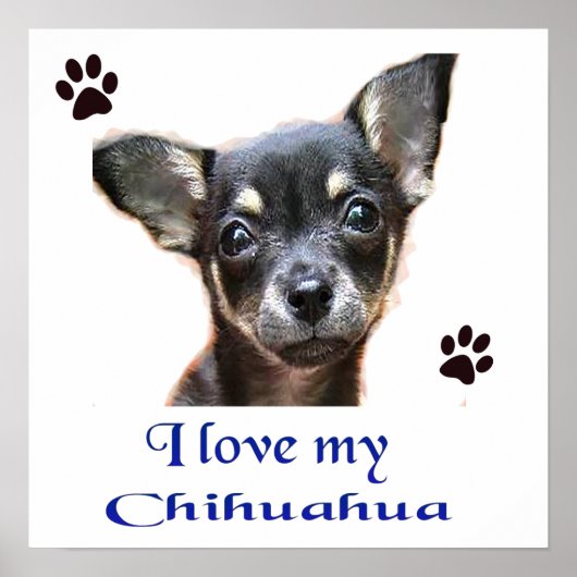 Chihuahua Poster (Voorkant)