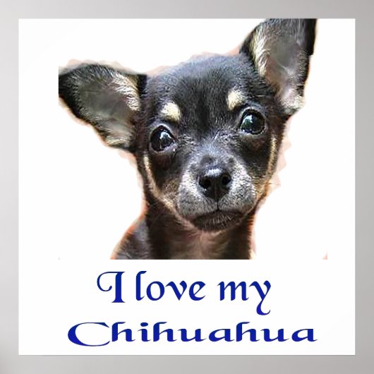 Chihuahua Poster (Voorkant)