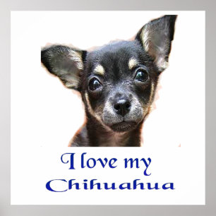 Chihuahua poster