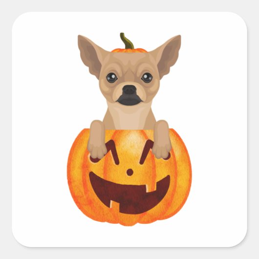 Chihuahua Pumpkin Vierkante Sticker (Voorkant)