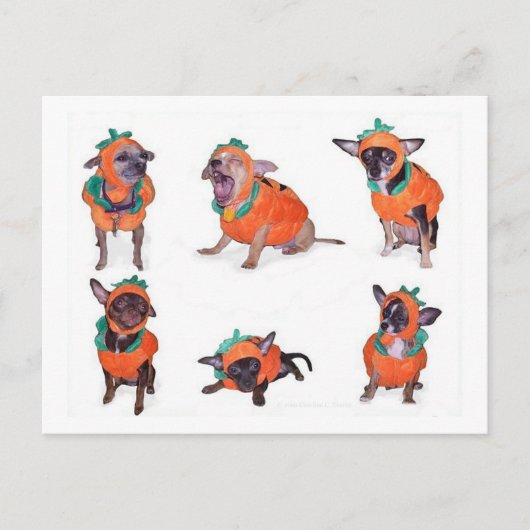 Chihuahua Pumpkins Briefkaart (Voorkant)
