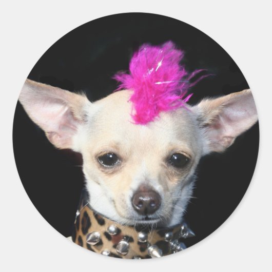 Chihuahua Punk Ronde Sticker (Voorkant)
