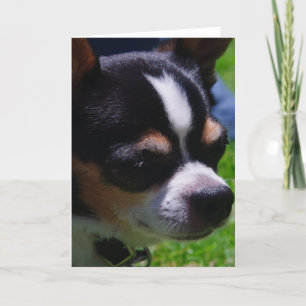 Chihuahua Pup Wenskaart Kaart