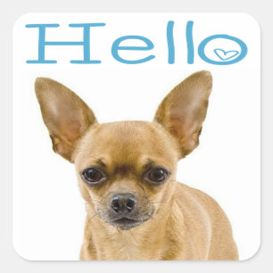 Chihuahua Puppie Hond Blauw Hallo Hart Vierkante Sticker
