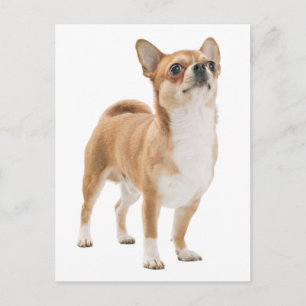 Chihuahua Puppie Hond Postkaart