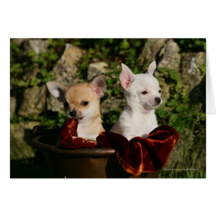 Chihuahua Puppies