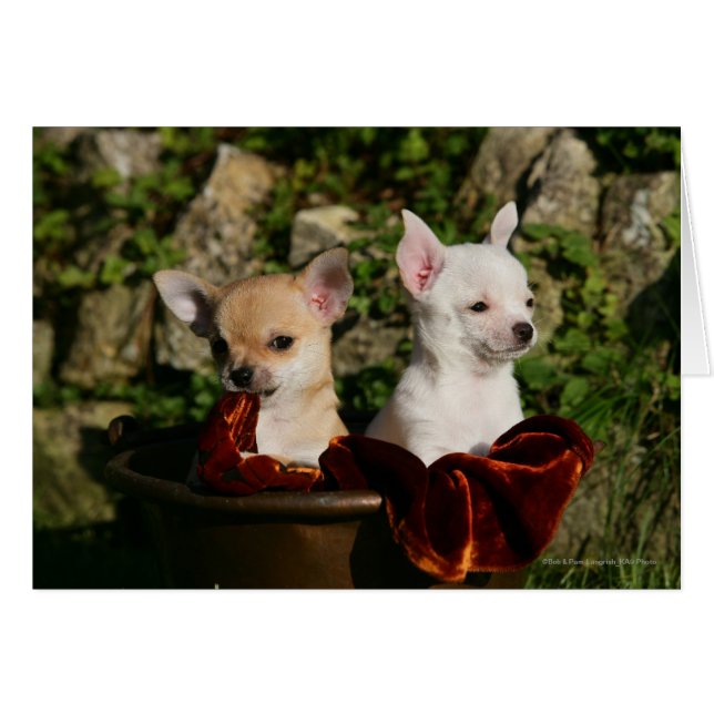 Chihuahua Puppies (Voorkant Horizontaal)