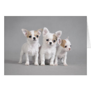 Chihuahua puppies