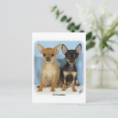 Chihuahua puppies 9W079D-011 Briefkaart (Staand voorkant)