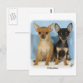 Chihuahua puppies 9W079D-011 Briefkaart (Voorkant / Achterkant)