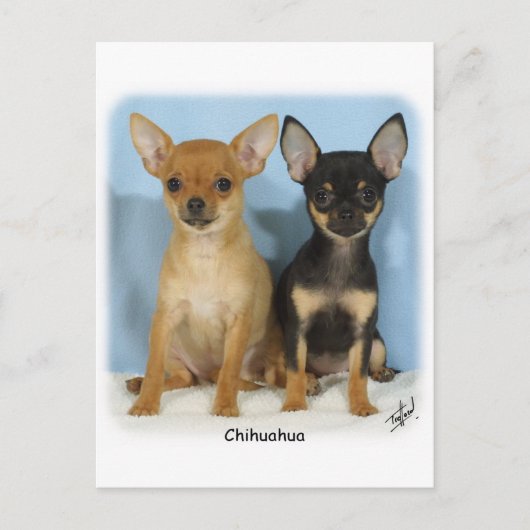 Chihuahua puppies 9W079D-011 Briefkaart (Voorkant)