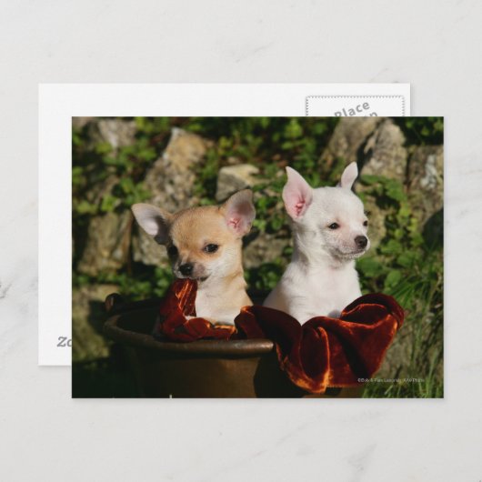 Chihuahua Puppies Briefkaart (Voorkant / Achterkant)