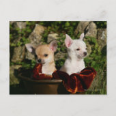 Chihuahua Puppies Briefkaart (Voorkant)