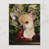 Chihuahua Puppies Briefkaart (Voorkant)