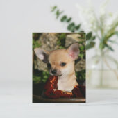 Chihuahua Puppies Briefkaart (Staand voorkant)