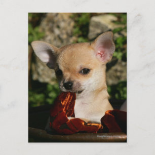 Chihuahua Puppies Briefkaart