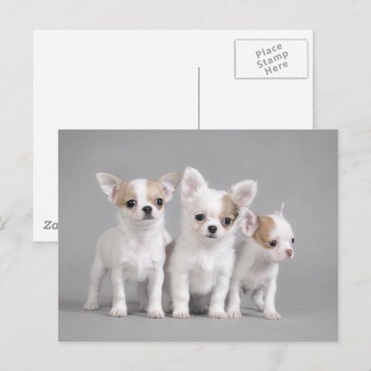 Chihuahua puppies briefkaart (Voorkant / Achterkant)