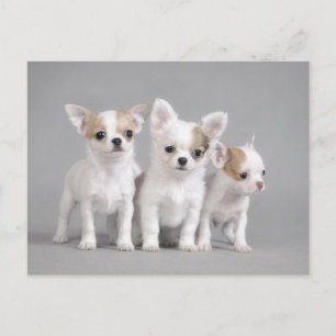 Chihuahua puppies briefkaart