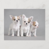 Chihuahua puppies briefkaart (Voorkant)