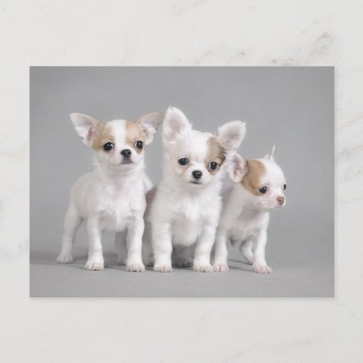 Chihuahua puppies briefkaart (Voorkant)