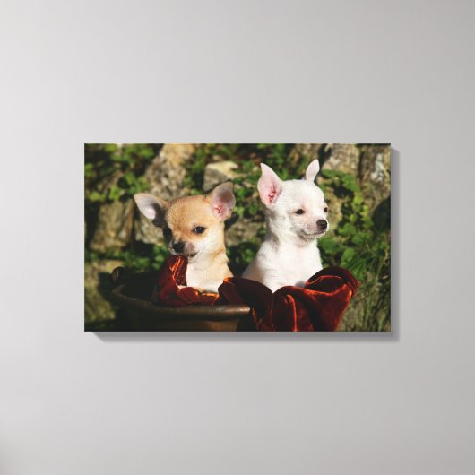 Chihuahua Puppies Canvas Afdruk (Voorkant)