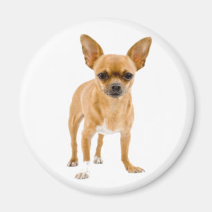 Chihuahua Puppies Hond Koelkastmagneet Magneet