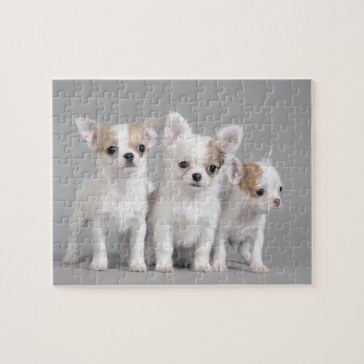 Chihuahua puppies legpuzzel (Horizontaal)
