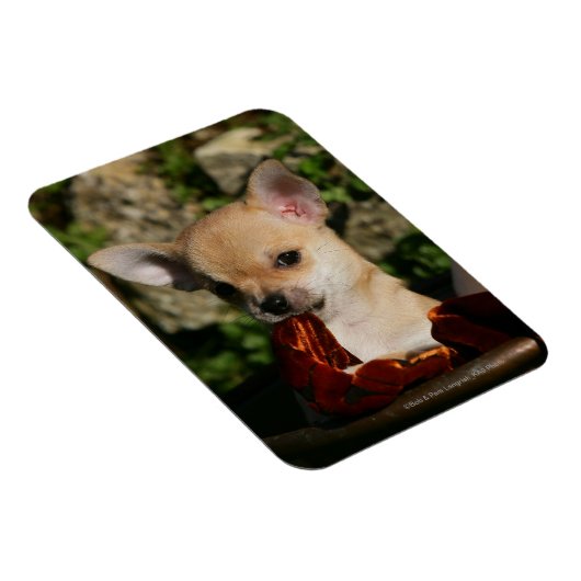 Chihuahua Puppies Magneet (Rechterzijde)